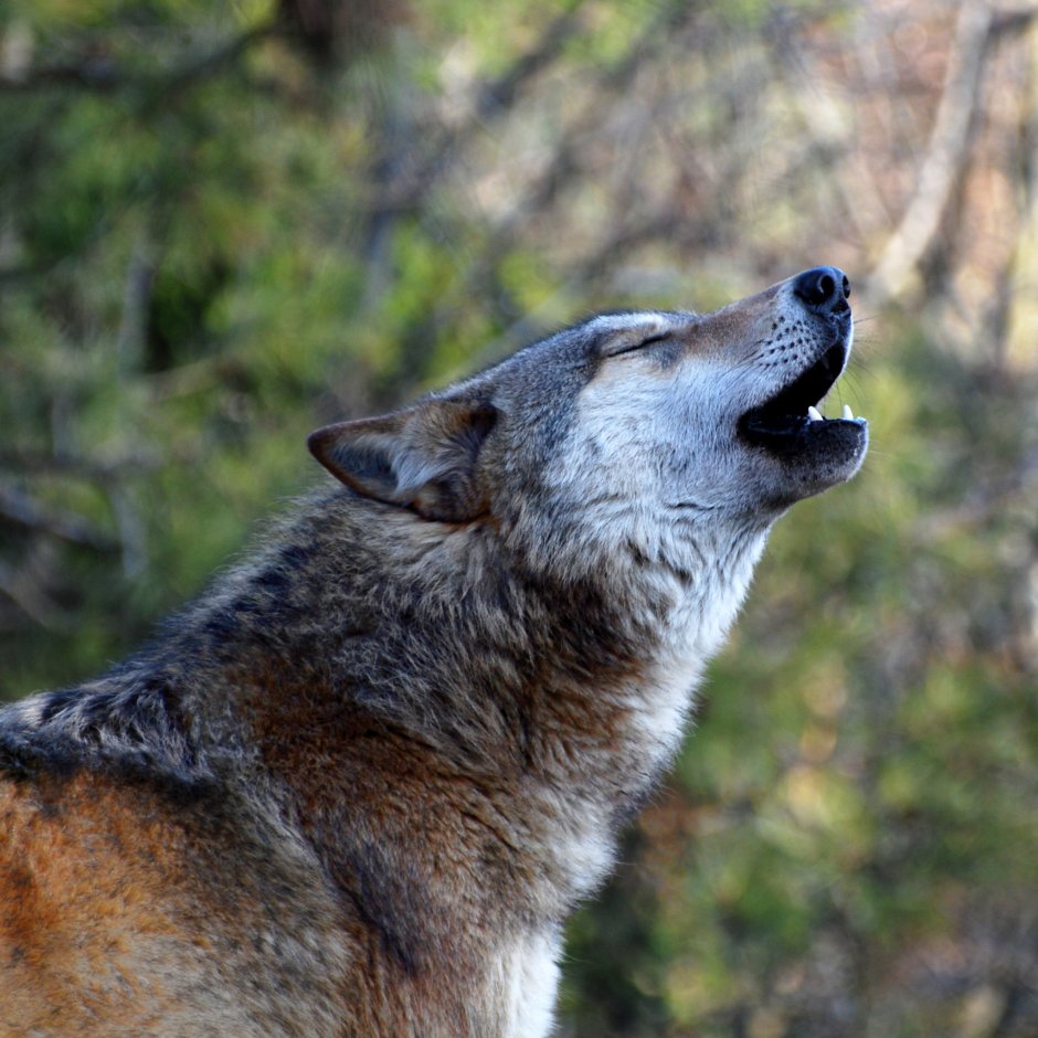 Воющий волк