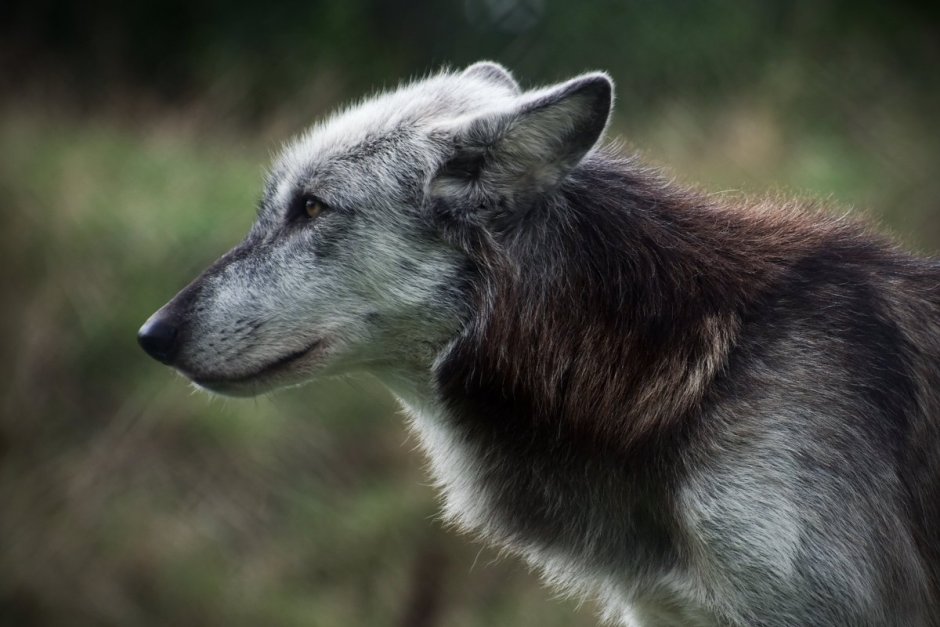 Волк прижал уши