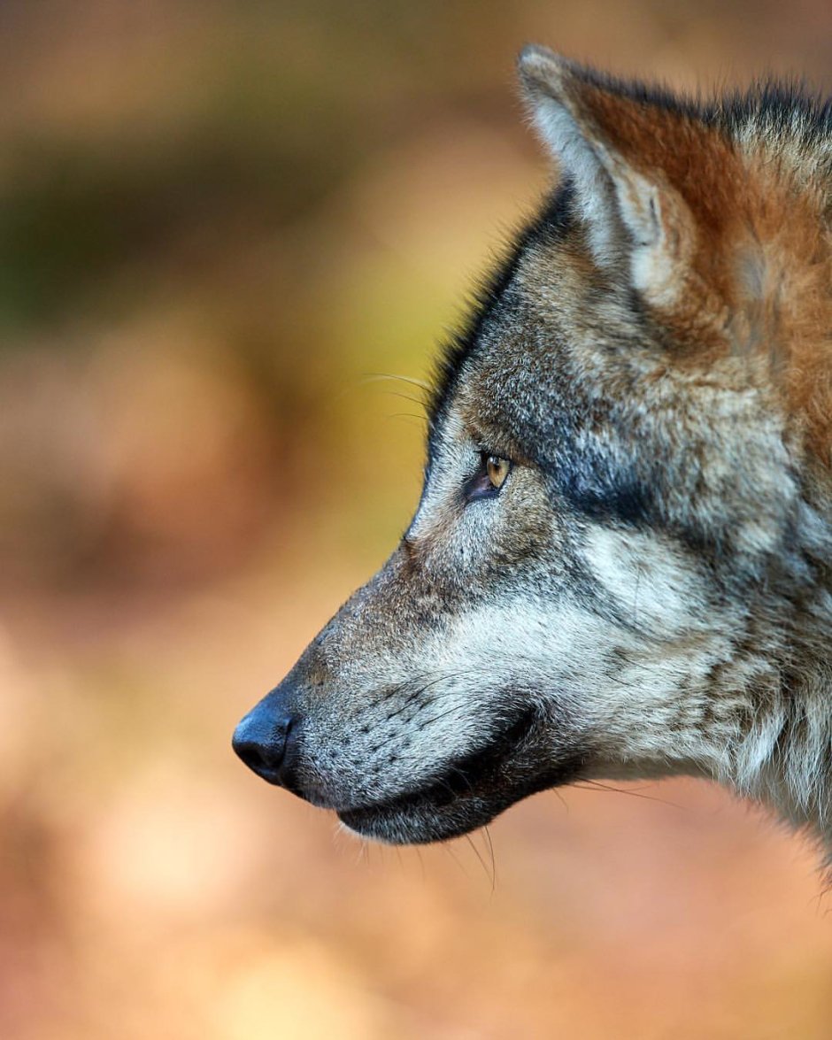 Морда волка в профиль
