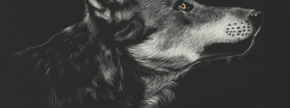 Волк морда в профиль арт