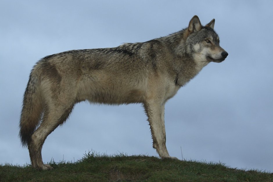 Волк в профиль в полный рост