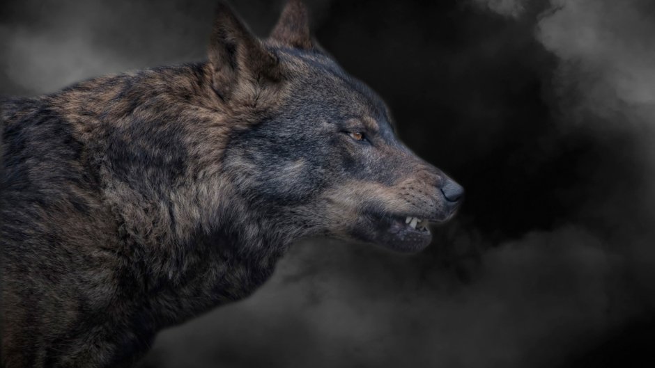 Фото волка без фона