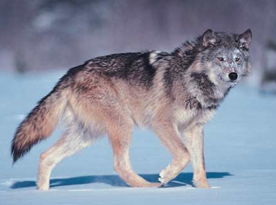 Хвост волка