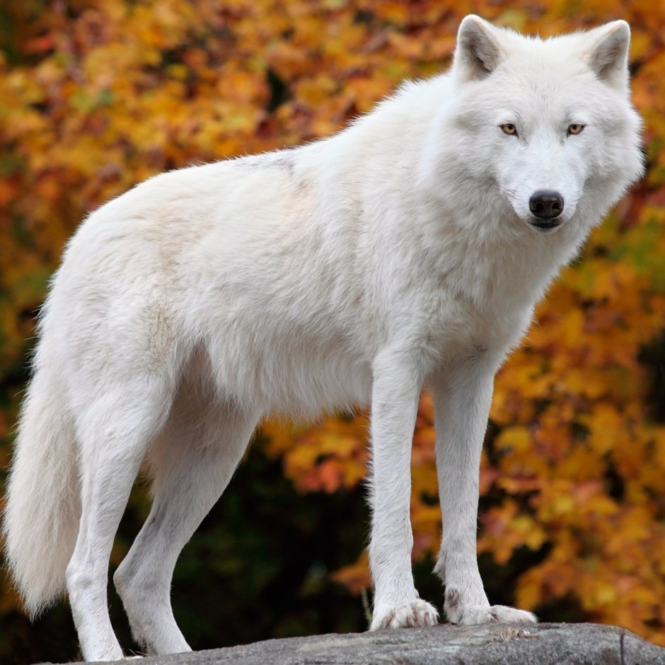 Белая волчица осенью