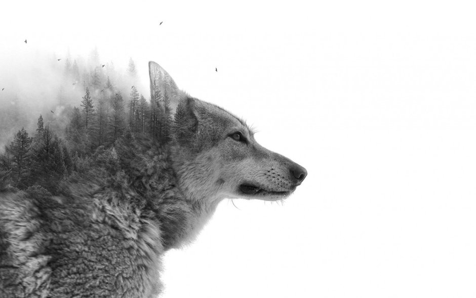 Волк в профиль