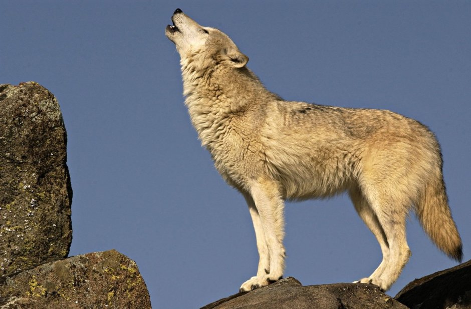 Волк сидит вид сбоку