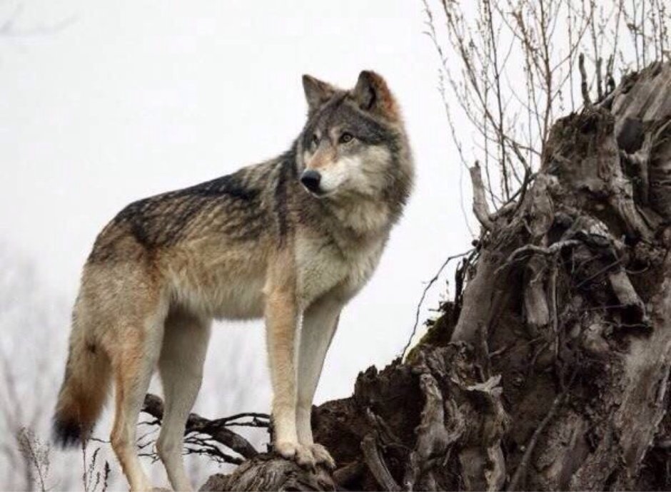 Оскал аниме