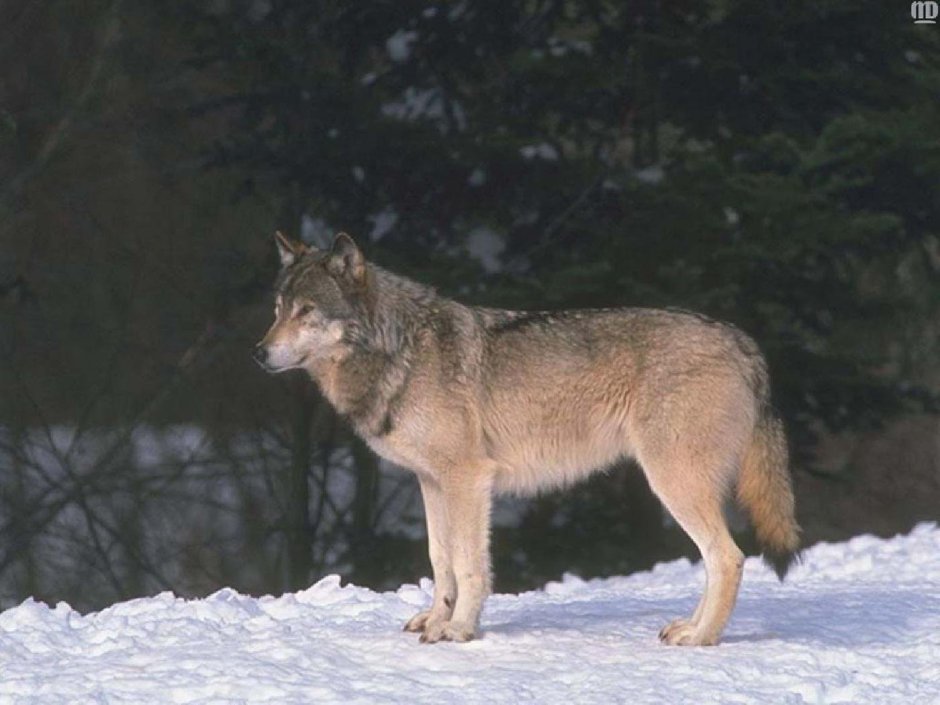Волк вид сбоку