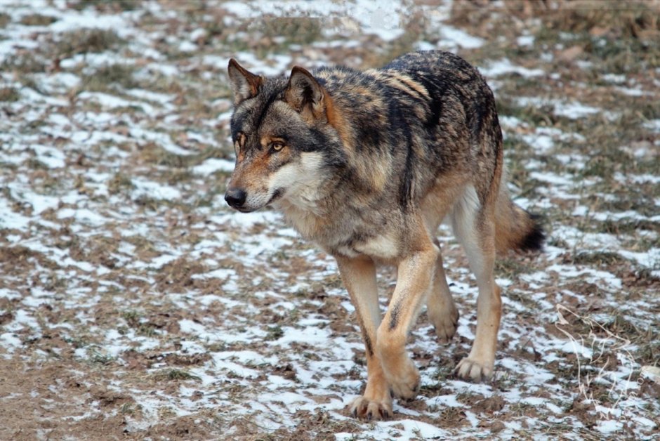 Волк в полный рост