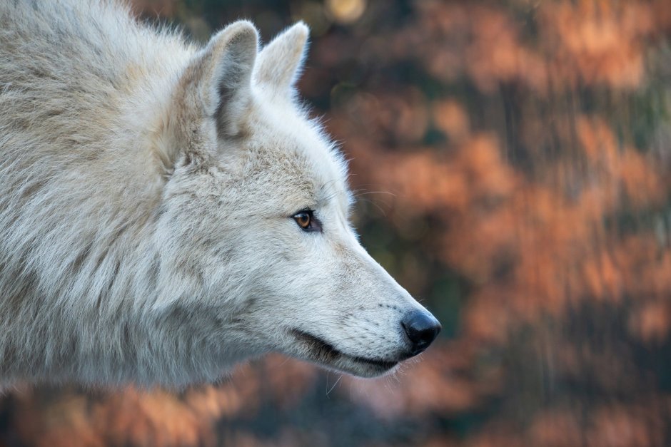 Морда волка сбоку