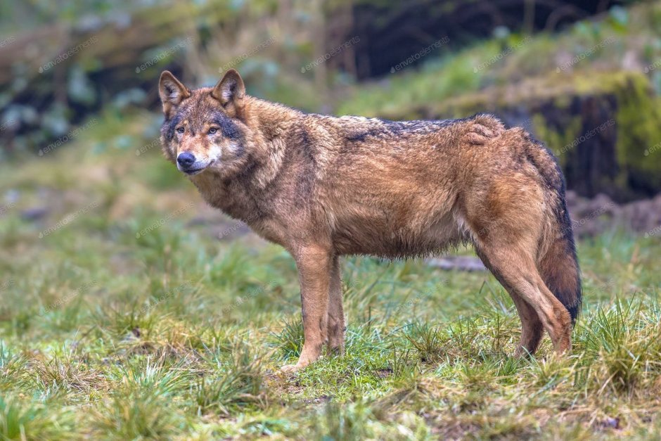 Волк сбоку полностью