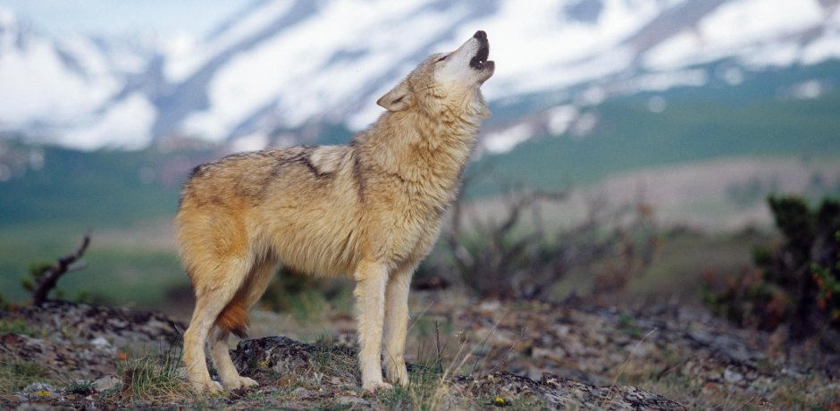 Волки в Кавказском заповеднике