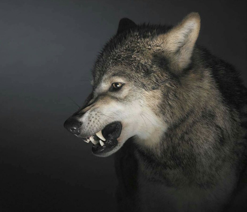 Волк оскал профиль