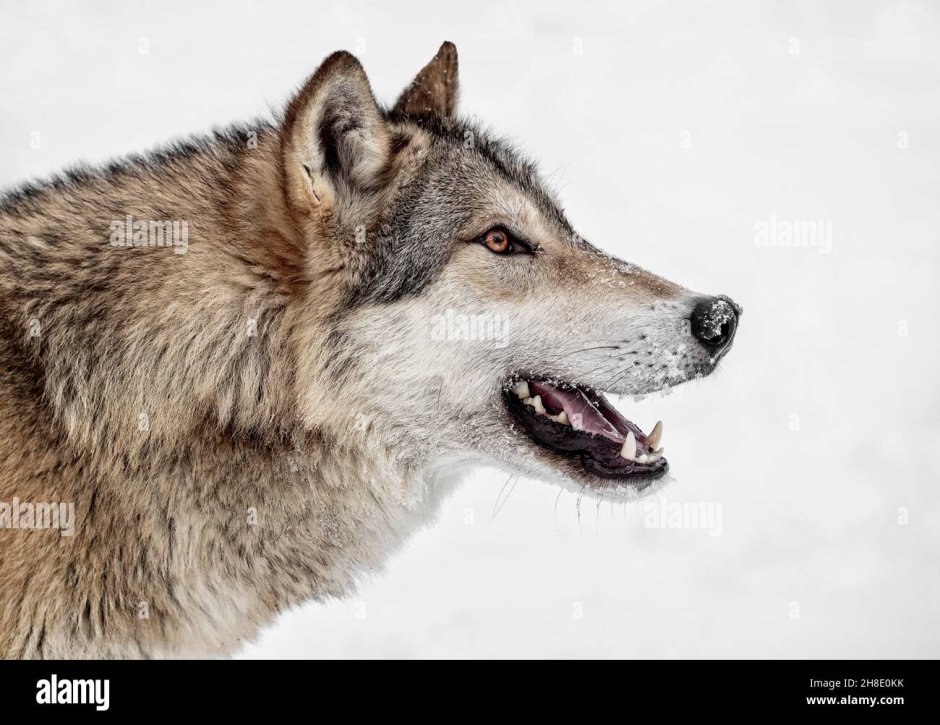 Волк вид сбоку