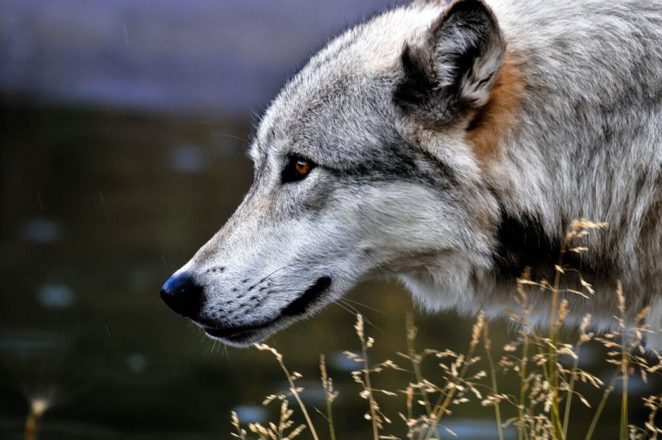 Красивый волк