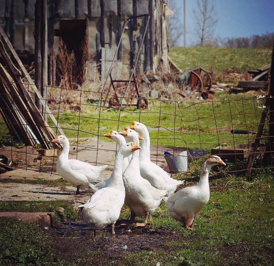 Птицы в поле