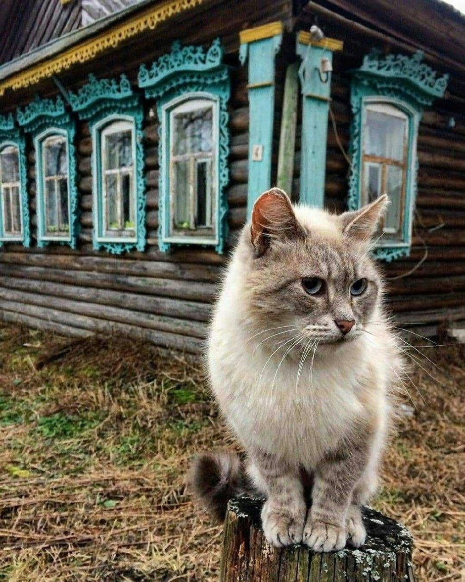 Пысково Борисоглебский район