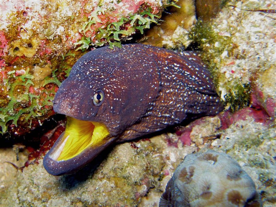 Гигантская мурена красного моря