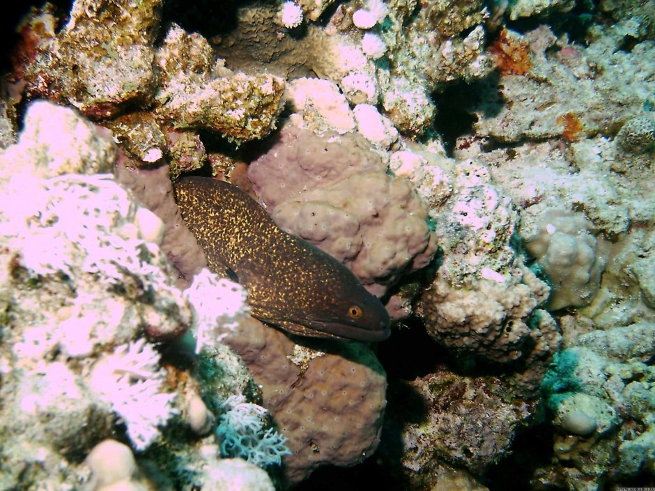 Moray eel