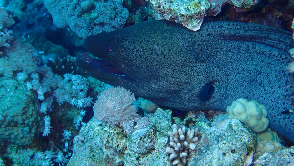 Moray eel