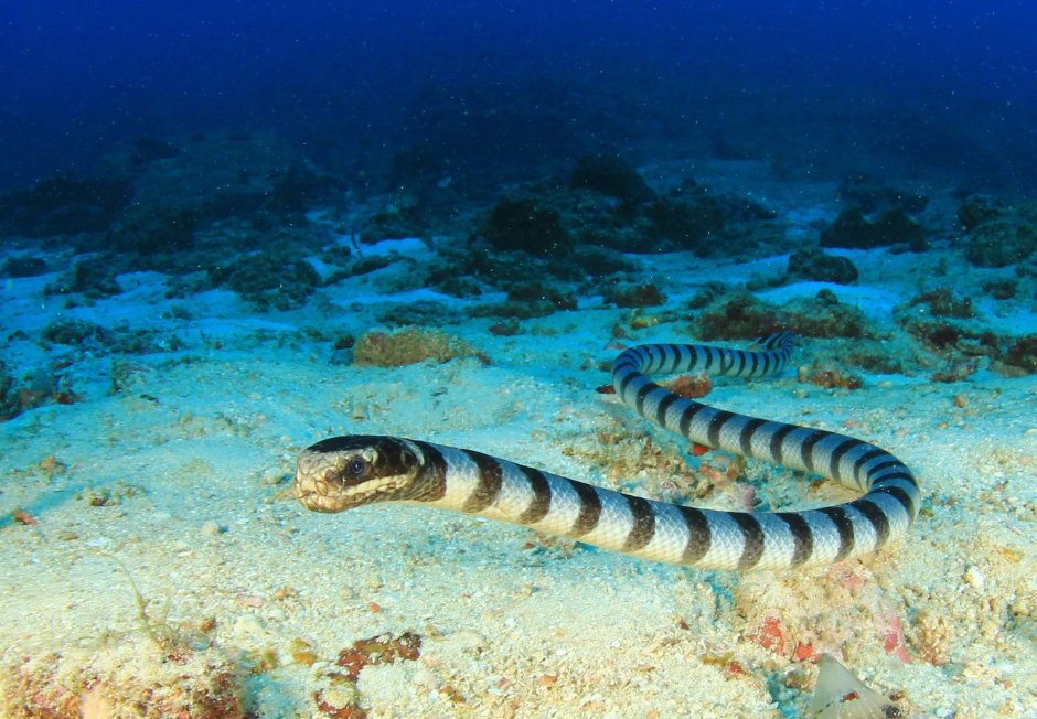 Gymnothorax griseus