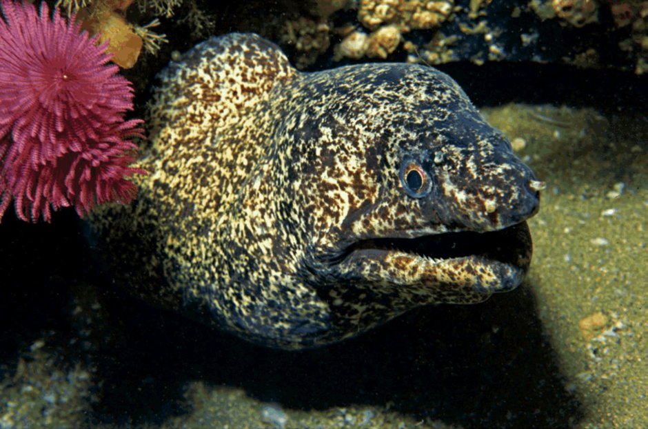 Рыбы красного моря мурена