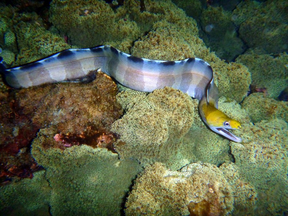 Морская змея Белчера