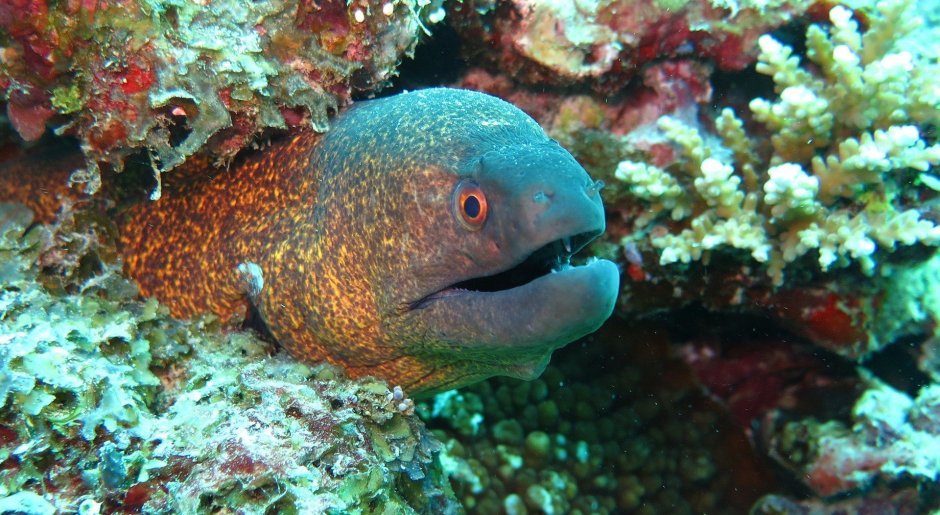 Giant Moray eel