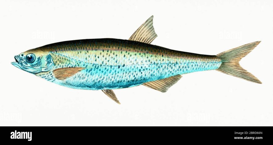 Уклейка Alburnus Alburnus