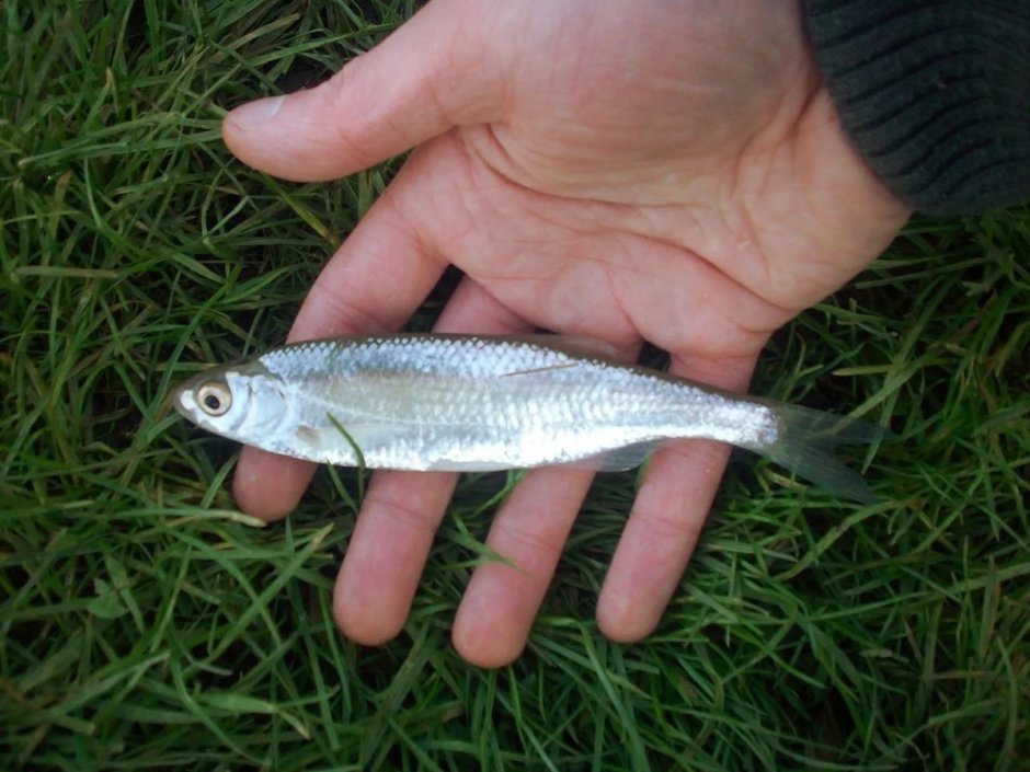 Уклейка Alburnus Alburnus