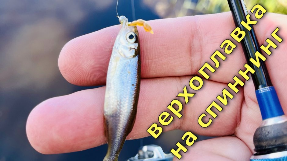 Верховка рыба