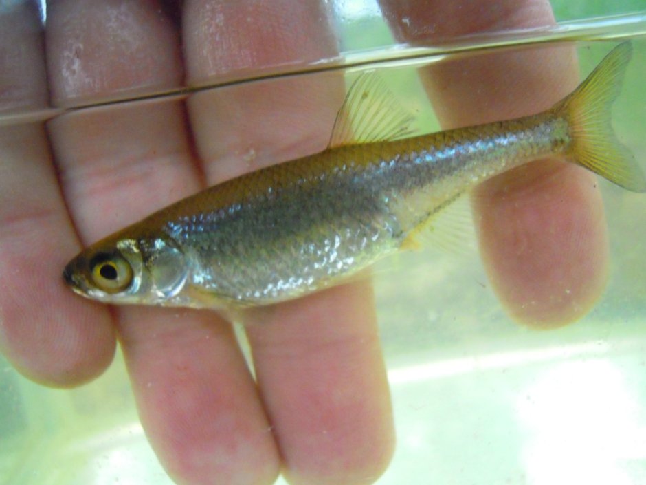 Быстрянка - Alburnoides bipunctatus