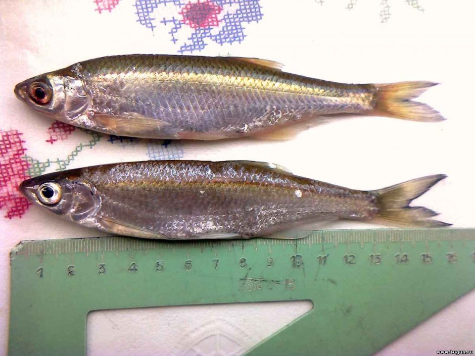Морская малоротая корюшка