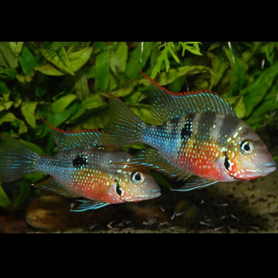 Цихлазома Эллиота Thorichthys Ellioti