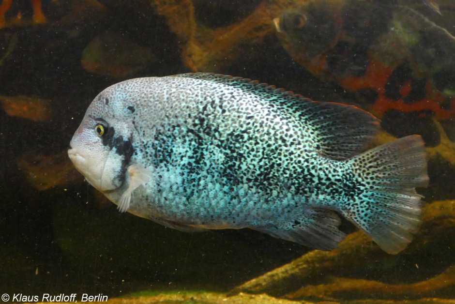 Цихлида Geophagus Brasiliensis