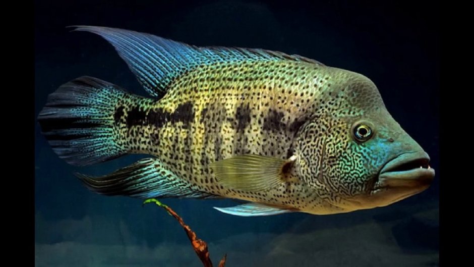 Nandopsis tetracanthus