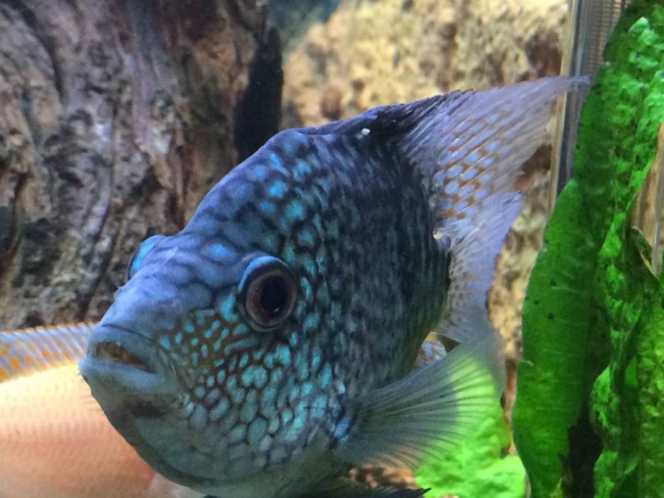Nandopsis Haitiensis