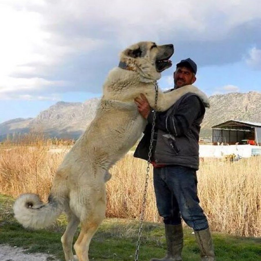 Волк самец и самка