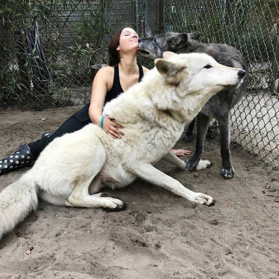 Самый огромный волк в мире