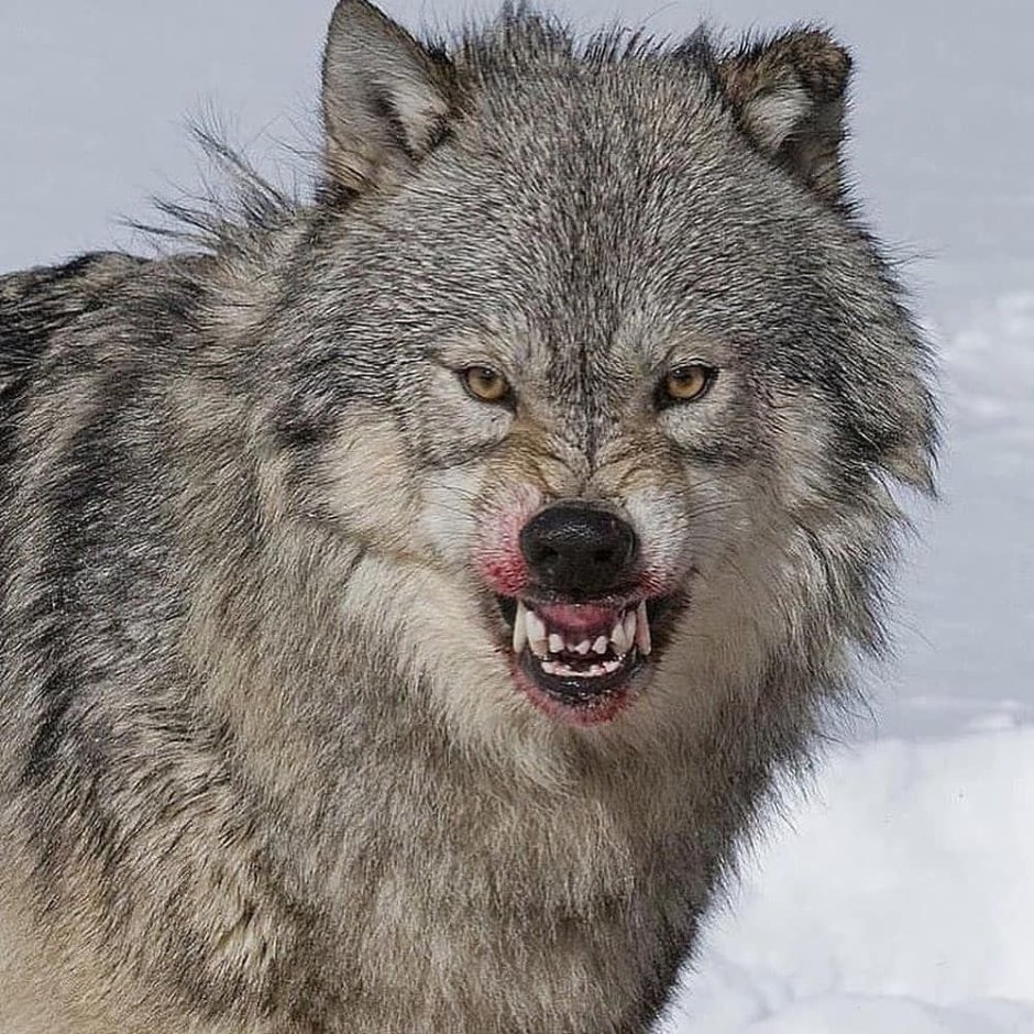 Огромный Северный волк