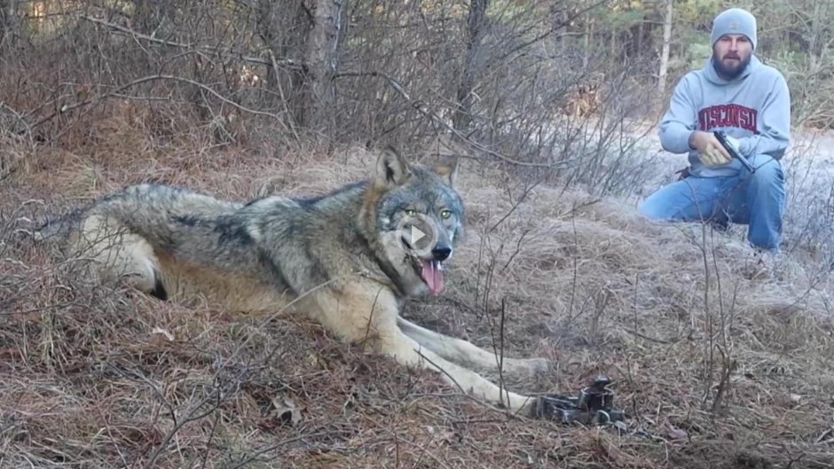 Самый большой канадский волк