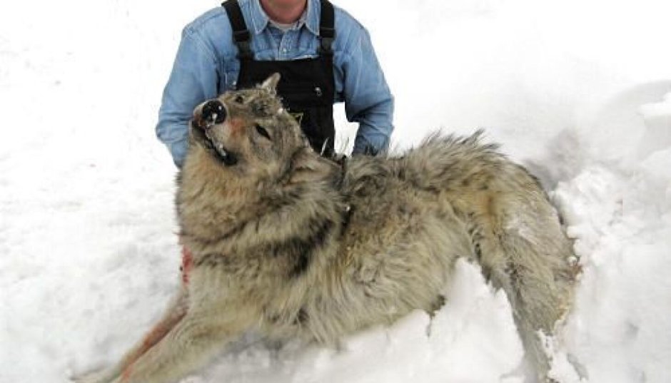 Полярный волк вес 120 кг