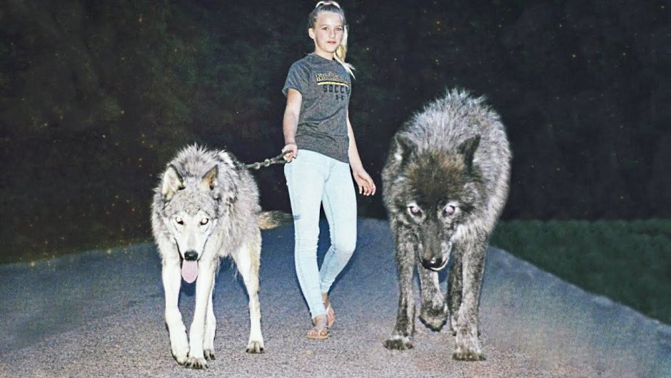 Волкособ овчарка с волком