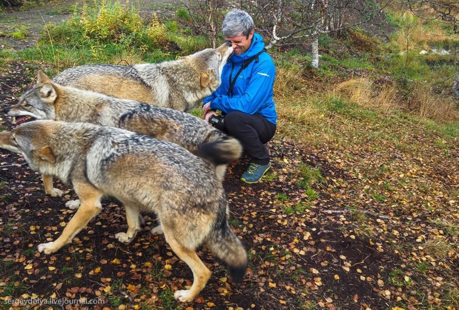 Волкособ сильнее волкодав
