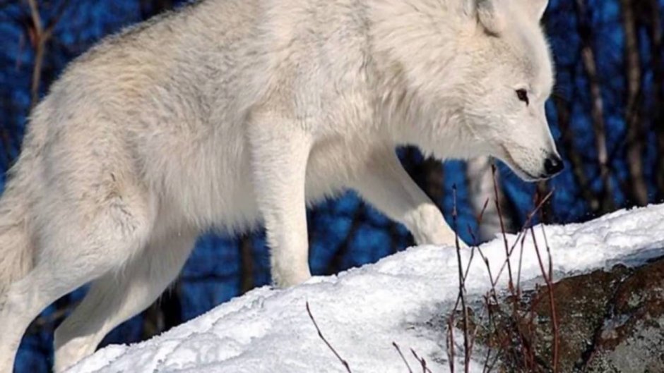 Волкособ Юкай