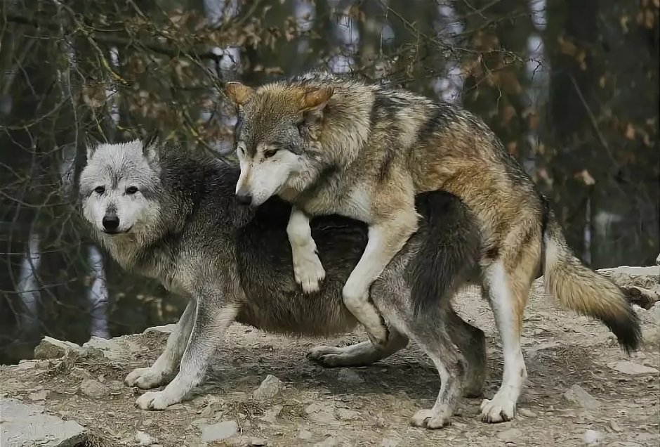 Волк спаривается с волчицей