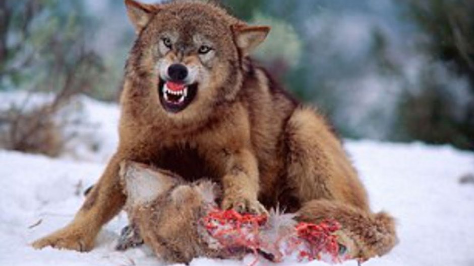 Большие волки