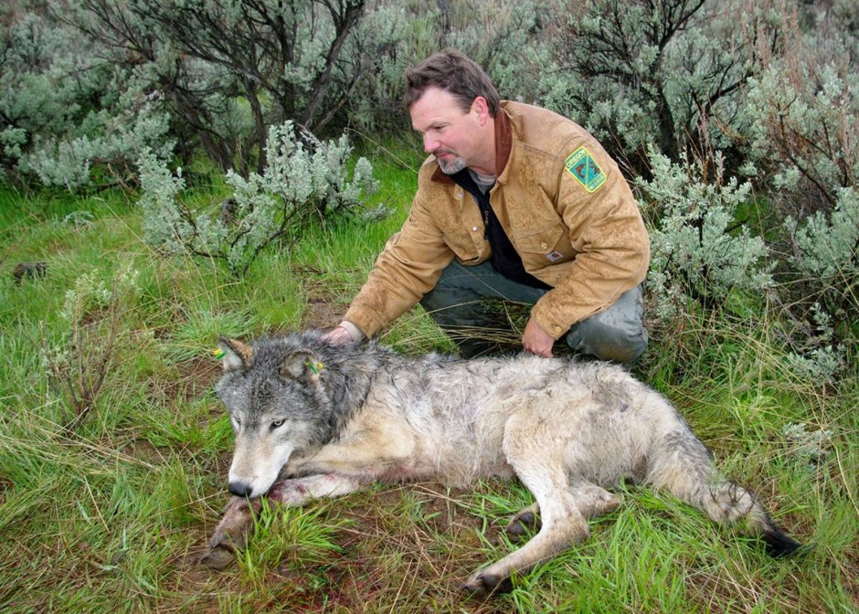 Волк рядом с человеком