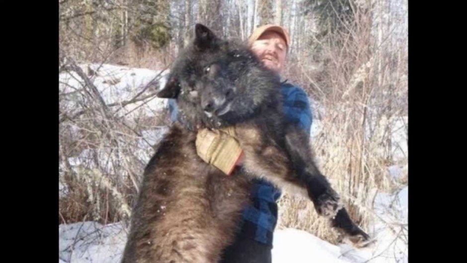 Canis Lupus italicus