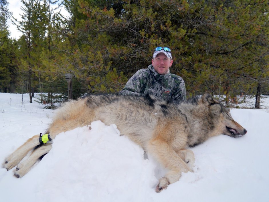 Крупный волк рядом с человеком